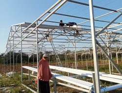 Fakultas Pertanian Universitas Muhammadiyah Kendari Kembangkan LLA